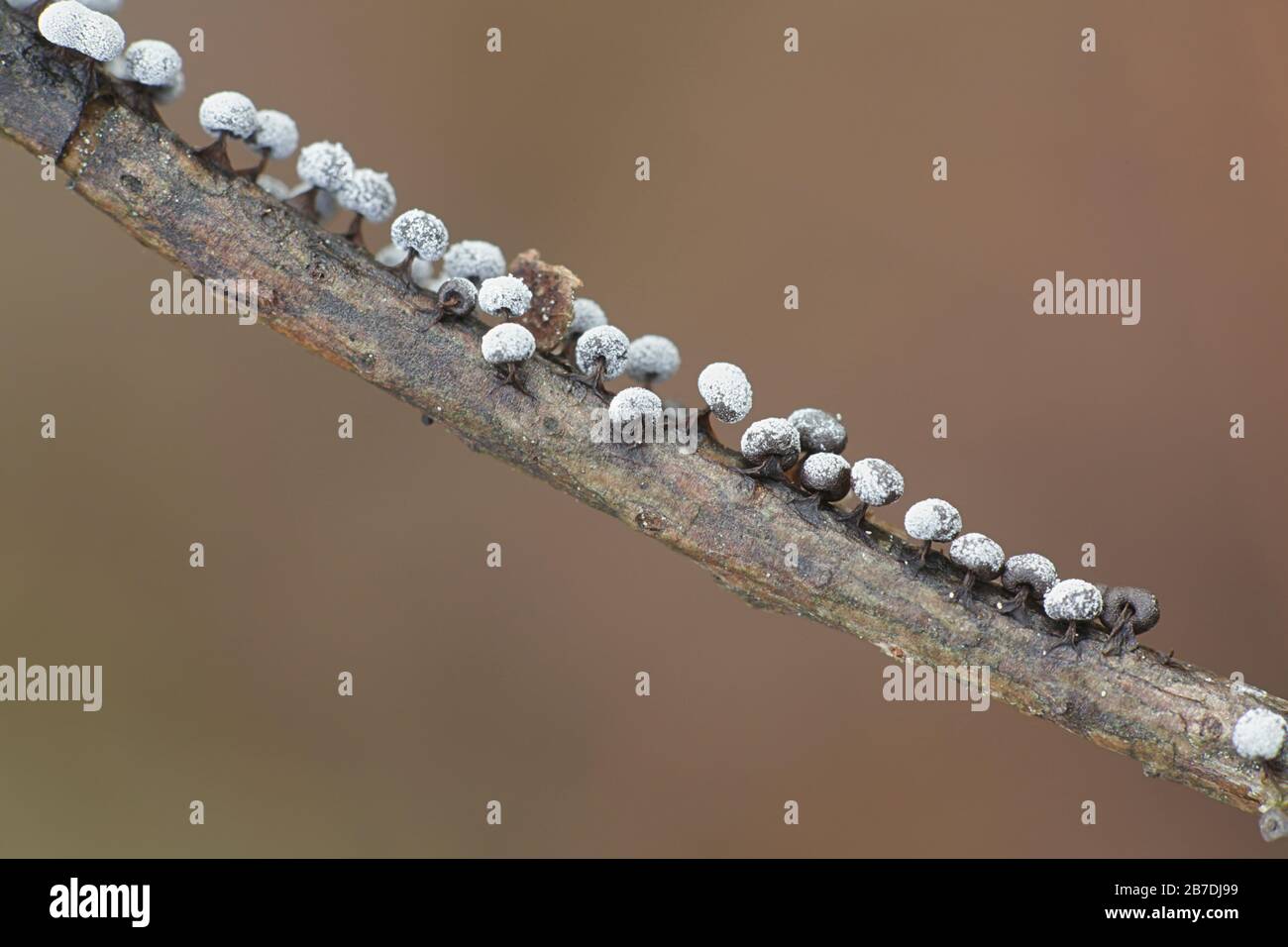 Didymium melanospermum, a slime mold from Finland, no common English name Stock Photo