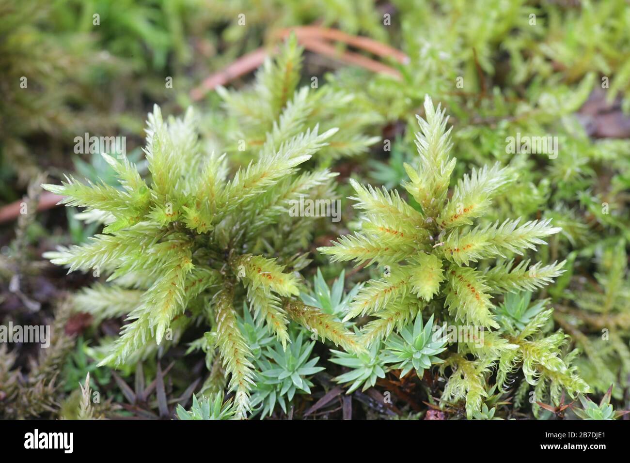 Climacium dendroides, known as the tree climacium moss, a moss species within the family Hypnaceae, in the class Bryopsida, subclass Bryidae and order Stock Photo