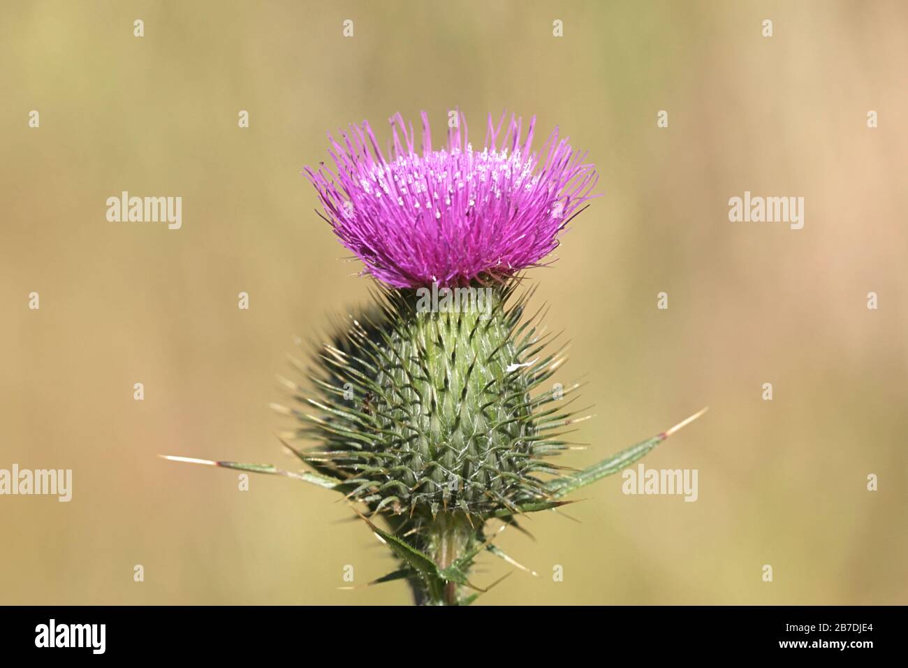 Cirsium vulgare, known as the spear thistle, bull thistle or common thistle, wild plant from Finland Stock Photo