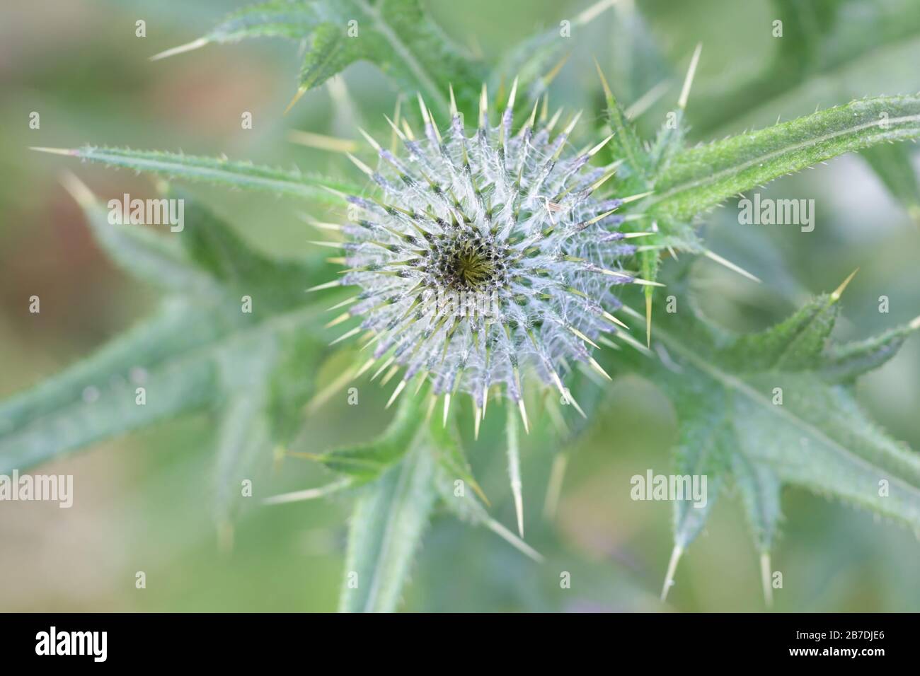 Cirsium vulgare, known as the spear thistle, bull thistle or common thistle, wild plant from Finland Stock Photo