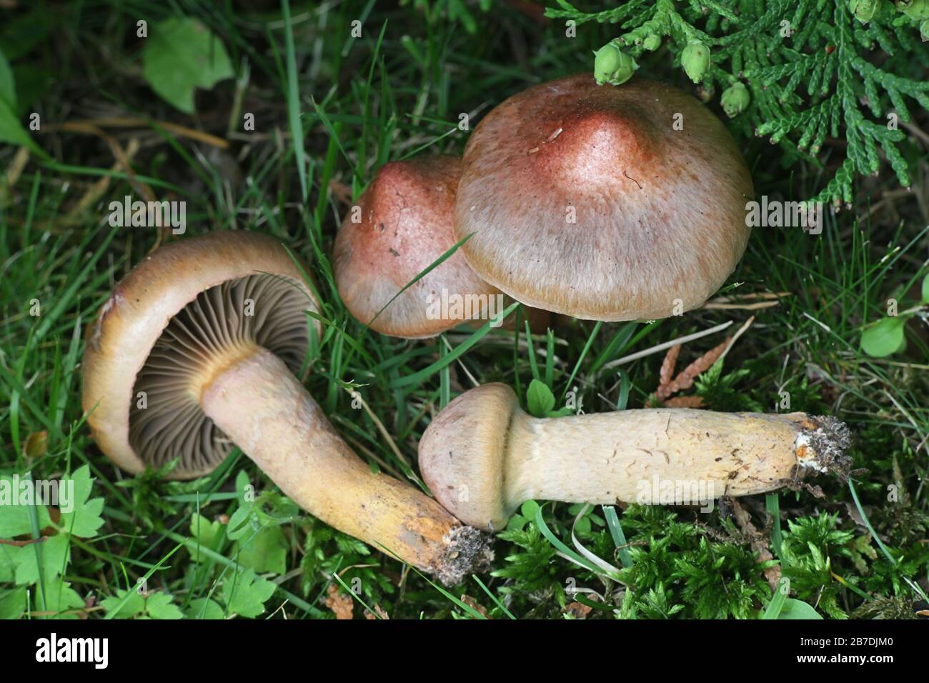 Gomphidius rutilus (Chroogomphus rutilus coll.), known as the copper spike or brown slimecap, wild mushroom from Finland Stock Photo
