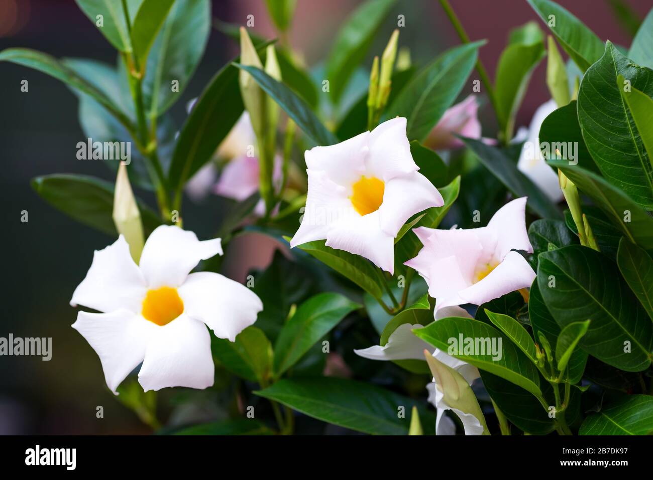 White frangipani tropical flower, night blooming Jasmine on tree. Stock Photo
