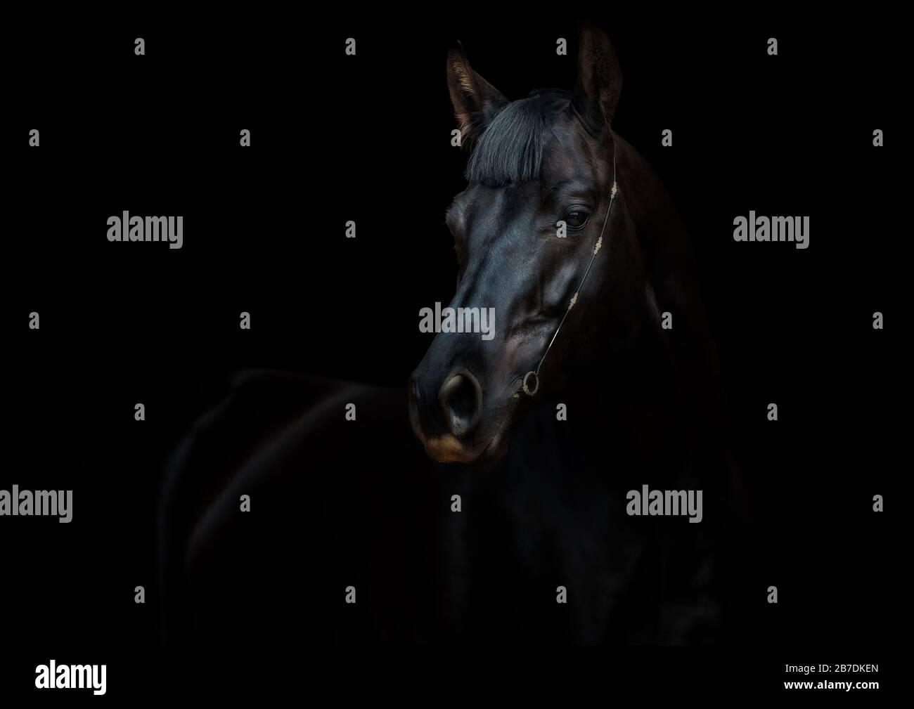 a black riding horse in the studio in front of black background Stock Photo