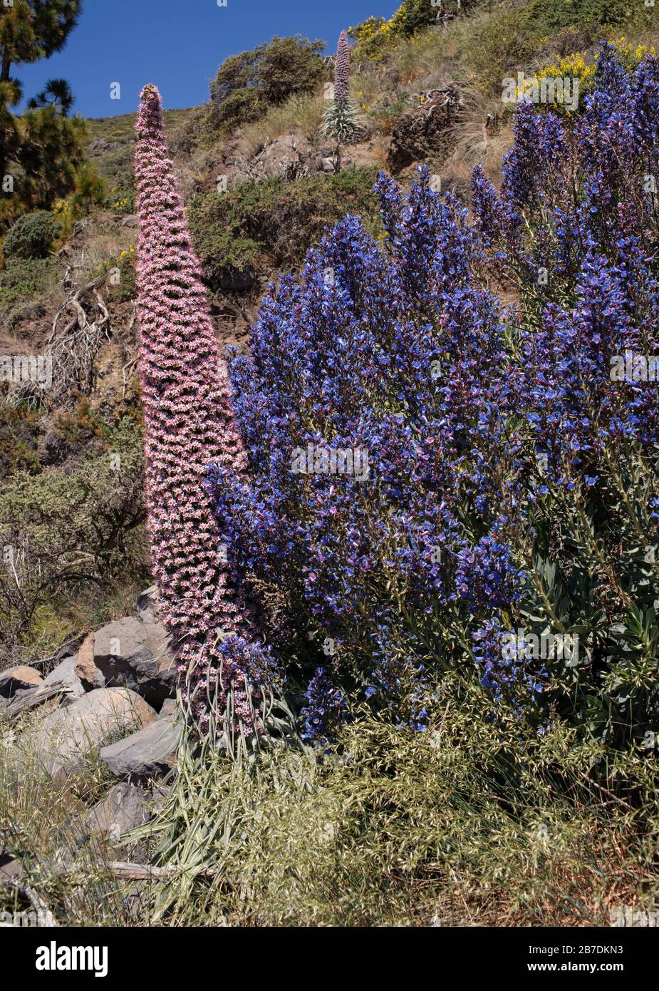 Echium perezii and Echium gentianoides (blue flowering), two endemic species of La Palma in their natural habitat Stock Photo