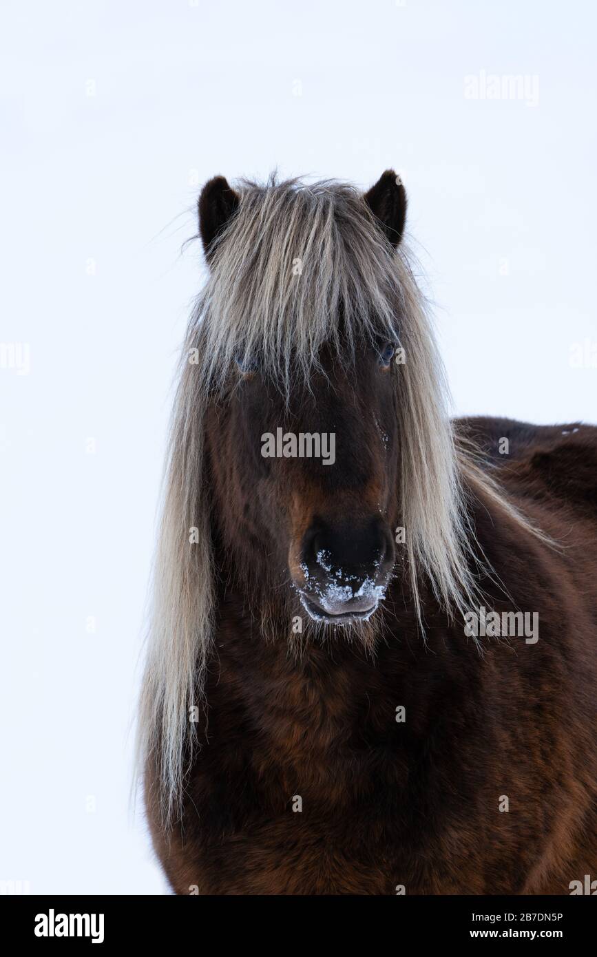 Close up of the head of a beautiful  Icelandic Horse with snow on its muzzle and a blond mane Stock Photo