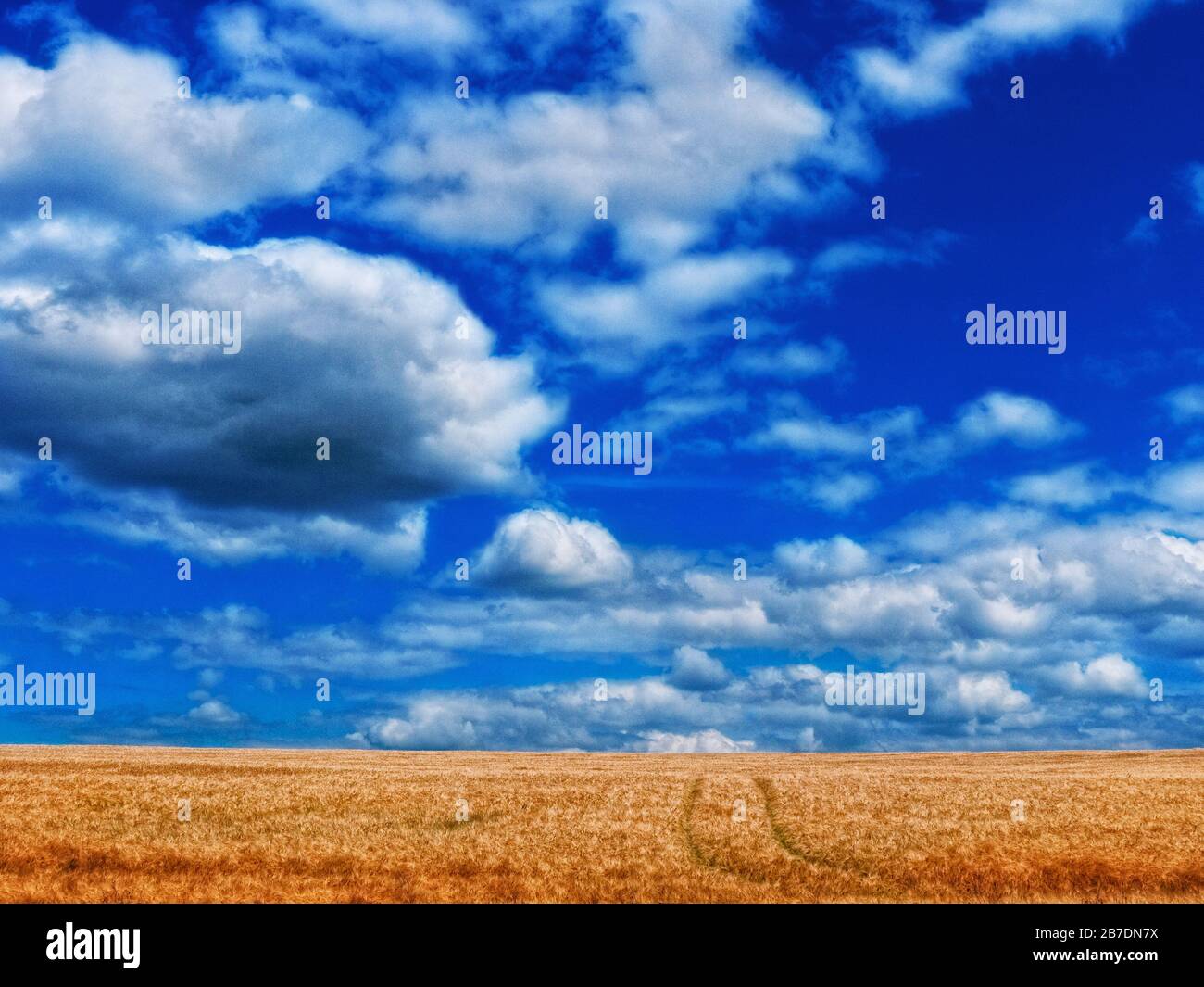Field of wheat in the sunshine with puffy clouds and blue sky beside