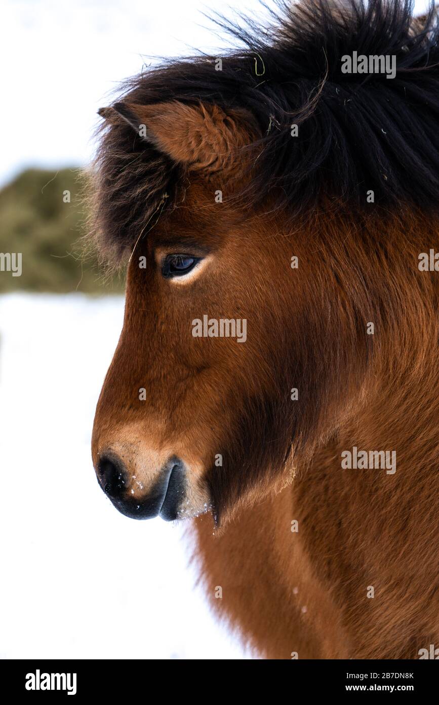 Close up portrait of the head of a beautiful bay Icelandic Horse Stock Photo