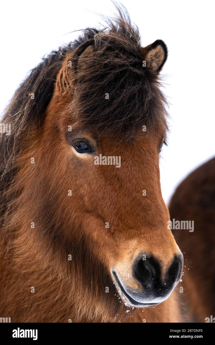 Close up portrait of the head of a beautiful bay Icelandic Horse Stock Photo