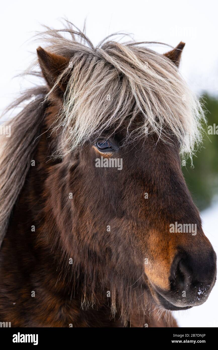 Close up portrait of the head of a beautiful  Icelandic Horse with blond mane Stock Photo