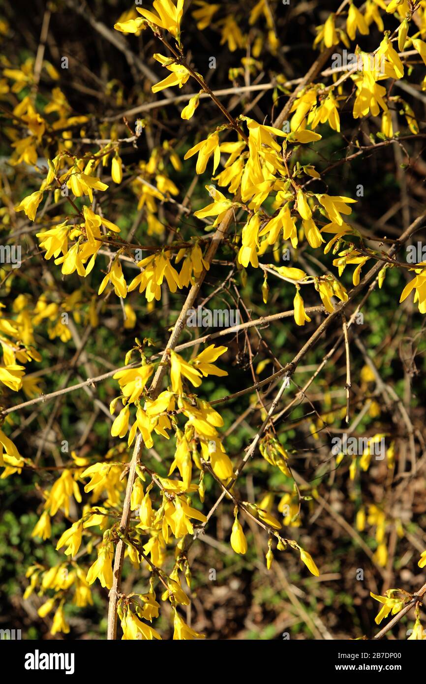 Forsythia Suspensa High Resolution Stock Photography And Images Alamy