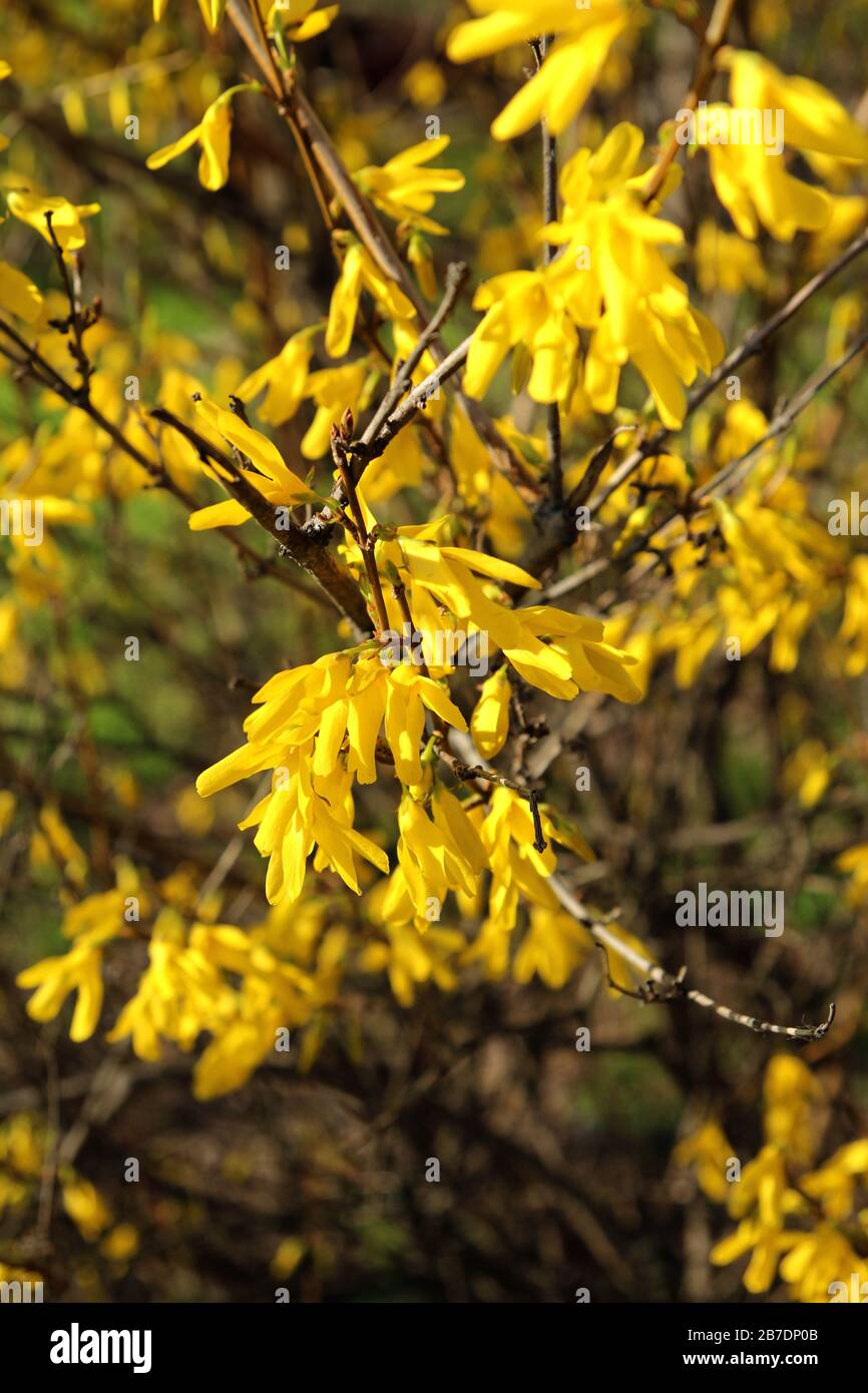 Forsythia Suspensa High Resolution Stock Photography And Images Alamy Forsythia Suspensa High Resolution Stock Photography And Images Alamy