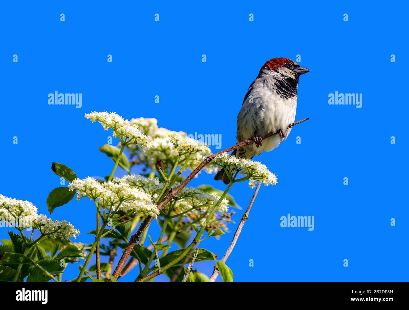 The sparrow (Passer montanus) had found the perfect place for itself. Stock Photo