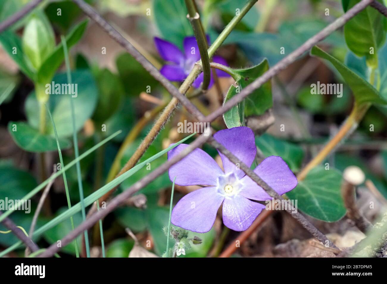 Purple blooming flower behind the fence - symbol of freedom locked behind the barrier of manipulation and disinformation Stock Photo