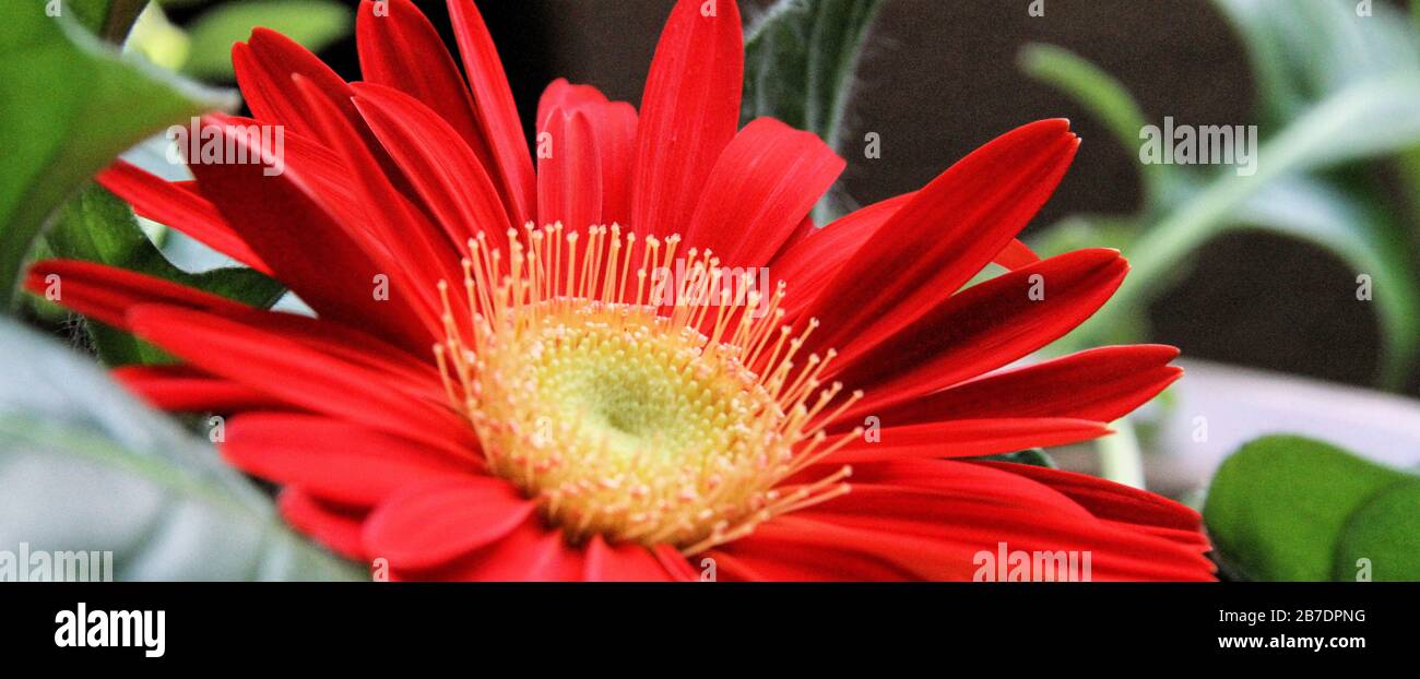 A computer-sized banner shows a close up view of a red Gerbera daisy with yellow center from the side. Stock Photo