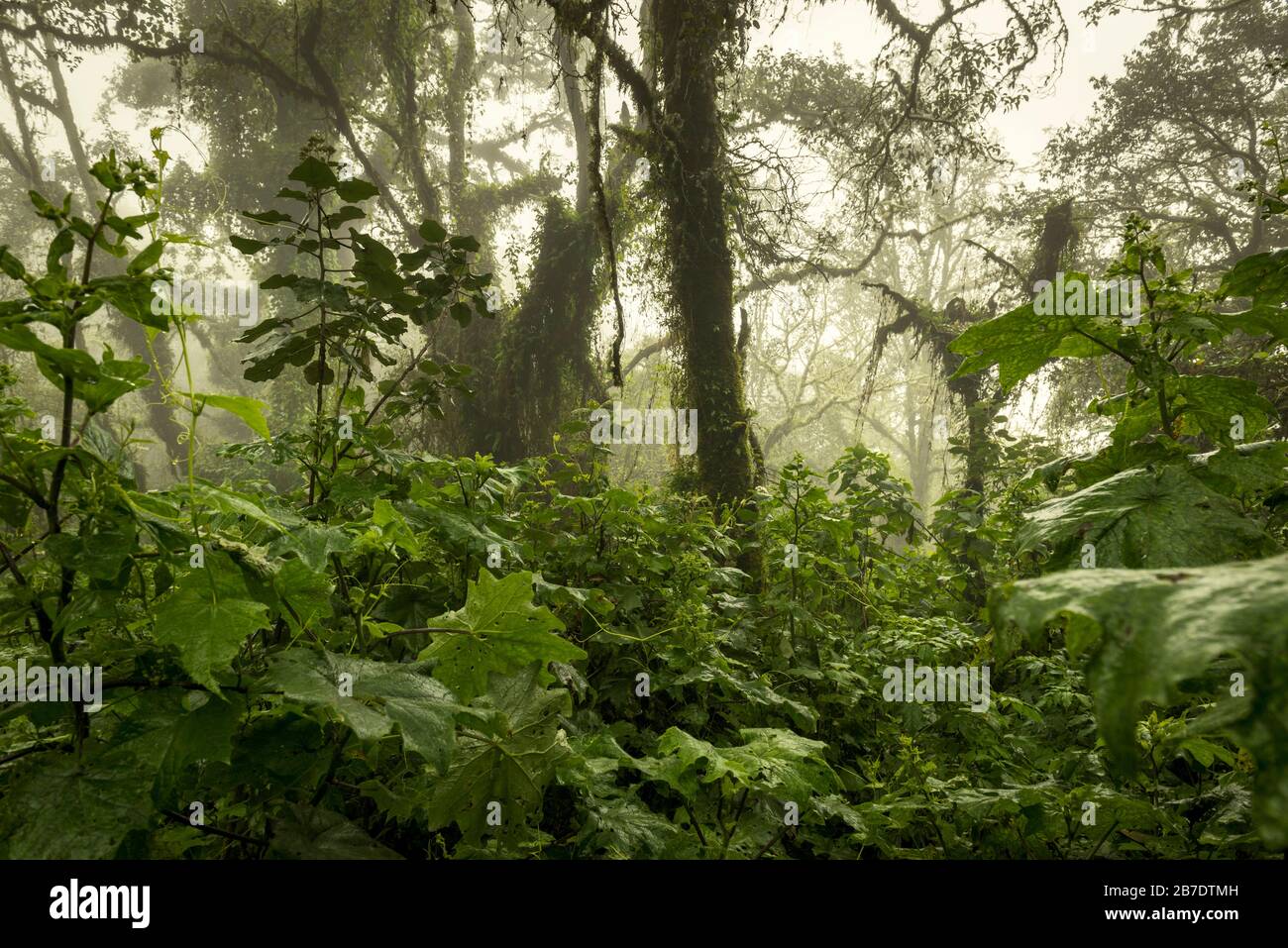 Jungle fog hi-res stock photography and images - Alamy