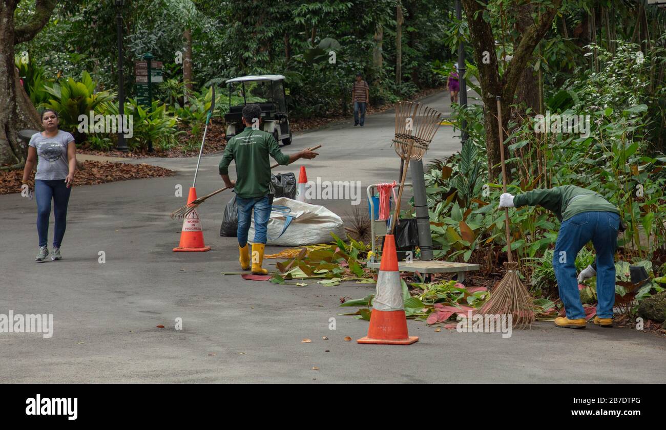 Gardeners seen at work in Singapore Botanic Garden, Stock Photo