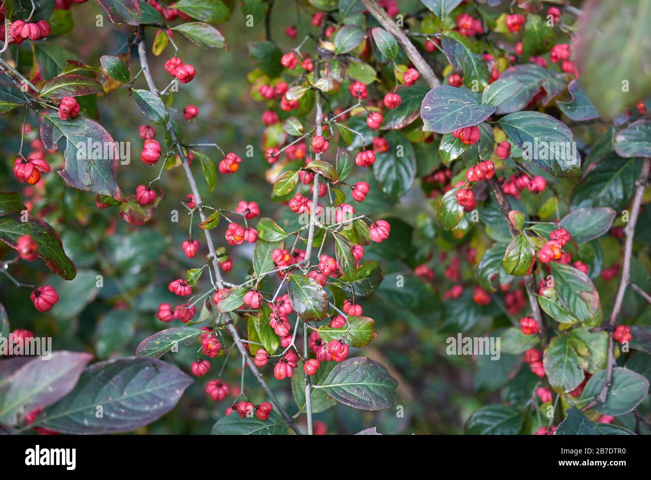 Euonymus europaeus Stock Photo - Alamy