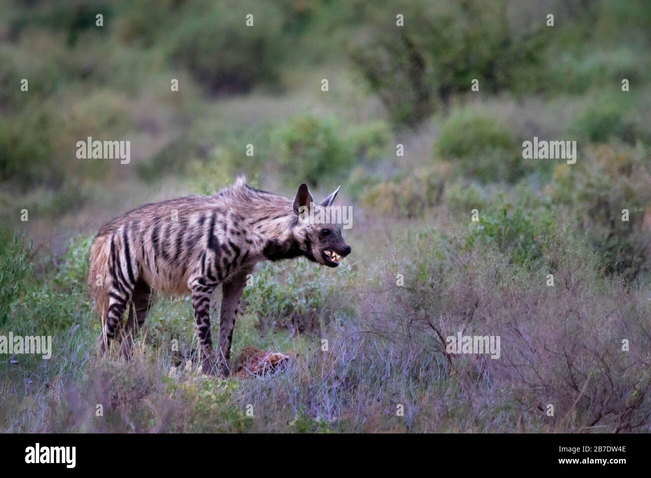 Striped Hyena in Samburu, Kenya Stock Photo