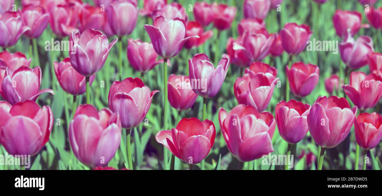 Red Tulip at Spring Stock Photo - Alamy