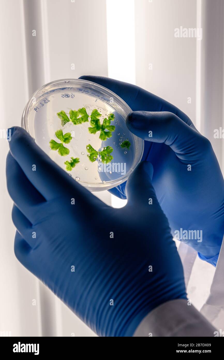 Scientific handling cultures in petri dishes in bioscience laboratory refrigerator. Concept of science, laboratory and study of diseases. Stock Photo