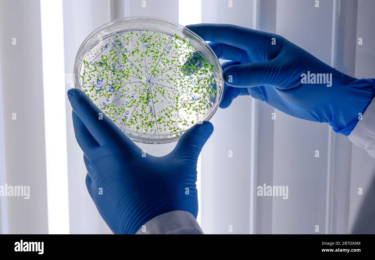 Scientific handling cultures in petri dishes in bioscience laboratory refrigerator. Concept of science, laboratory and study of diseases. Stock Photo