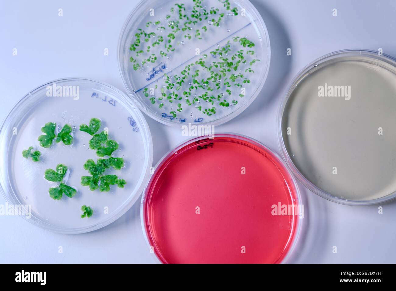 Bacterial culture hires stock photography and images Alamy