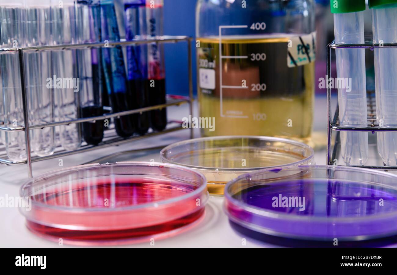 Petri dishes, test tubes and laboratory equipment, with coloring liquids. Concept of science, laboratory and study of diseases. Stock Photo