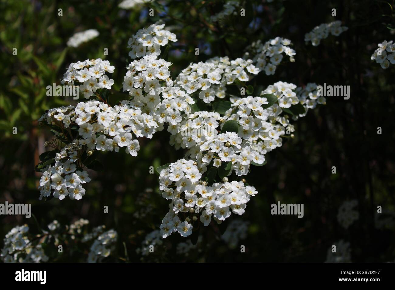 The picture shows a snowberry bush in the spring Stock Photo