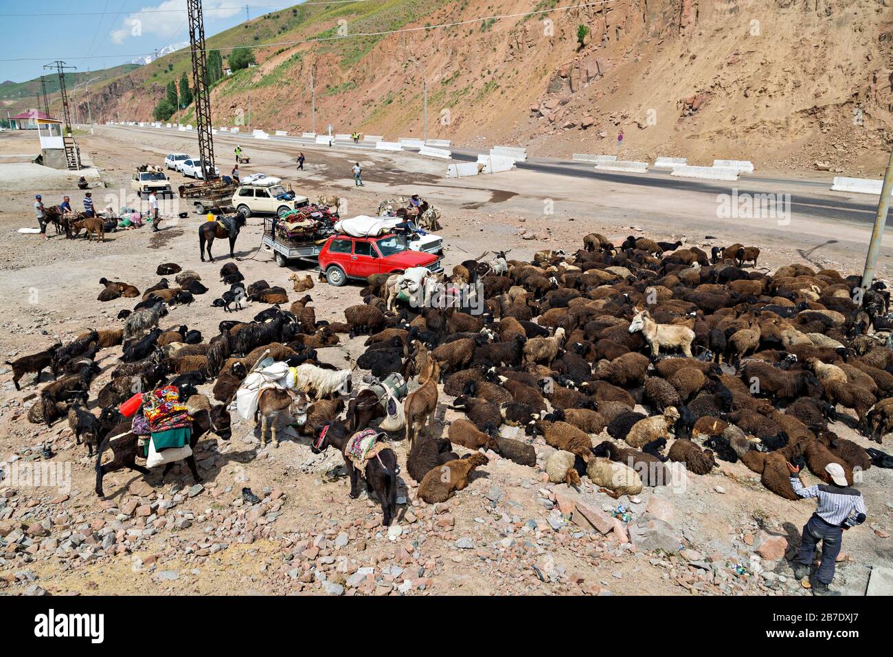 Nomadic people and shepherds getting ready to take their herd of sheep to the meadows next to the road, in Fergana, Uzbekistan. Stock Photo
