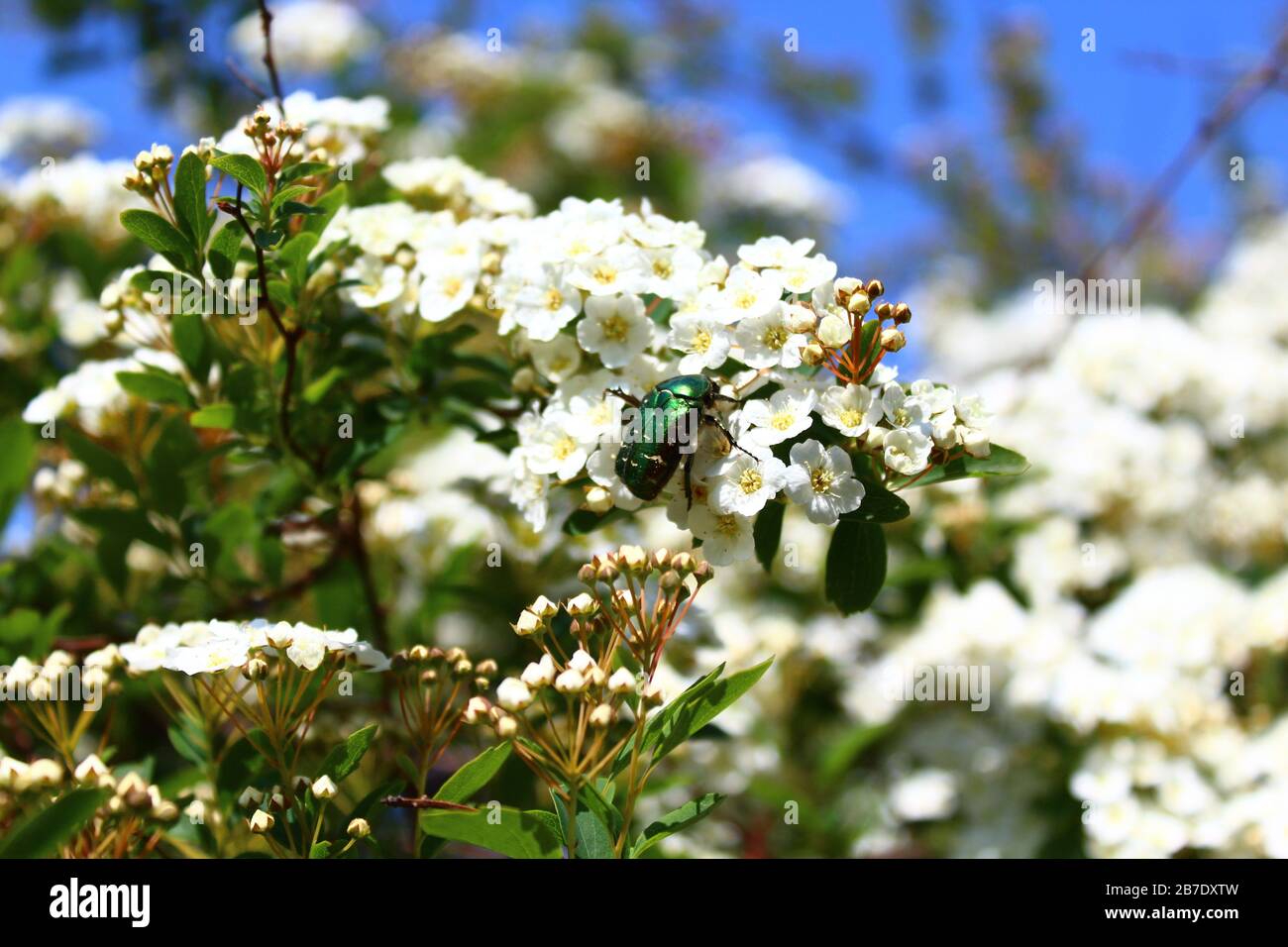 The pictureshows a rose chafer in the snowberry bush Stock Photo