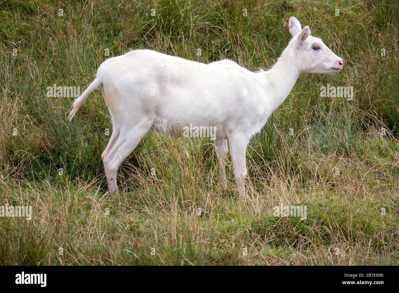 Young albino Red Lechwe Antelope (Kobus leche) Stock Photo