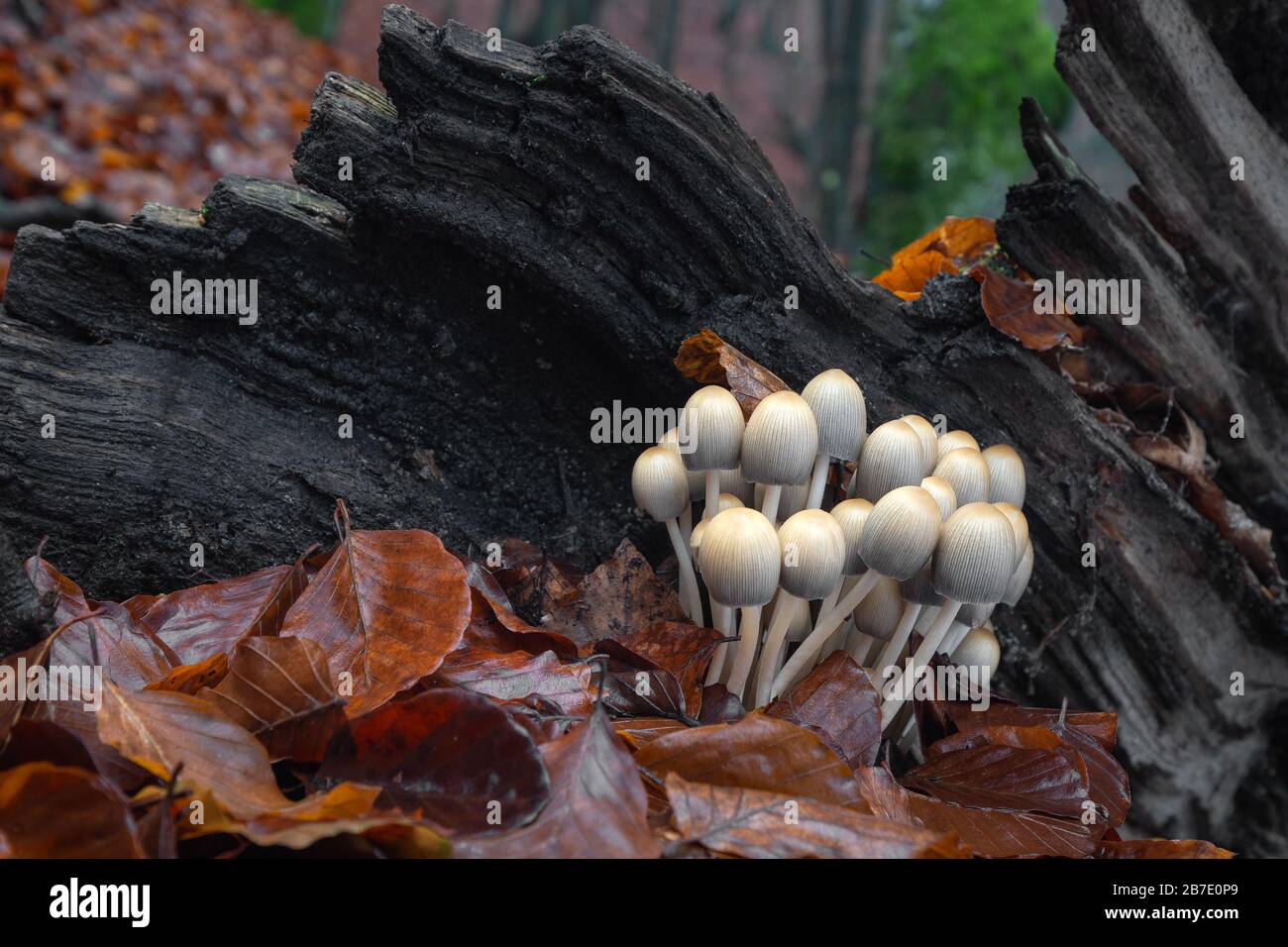 Fall scene with a group of mushrooms from central Europe, Slovakia. Stock Photo