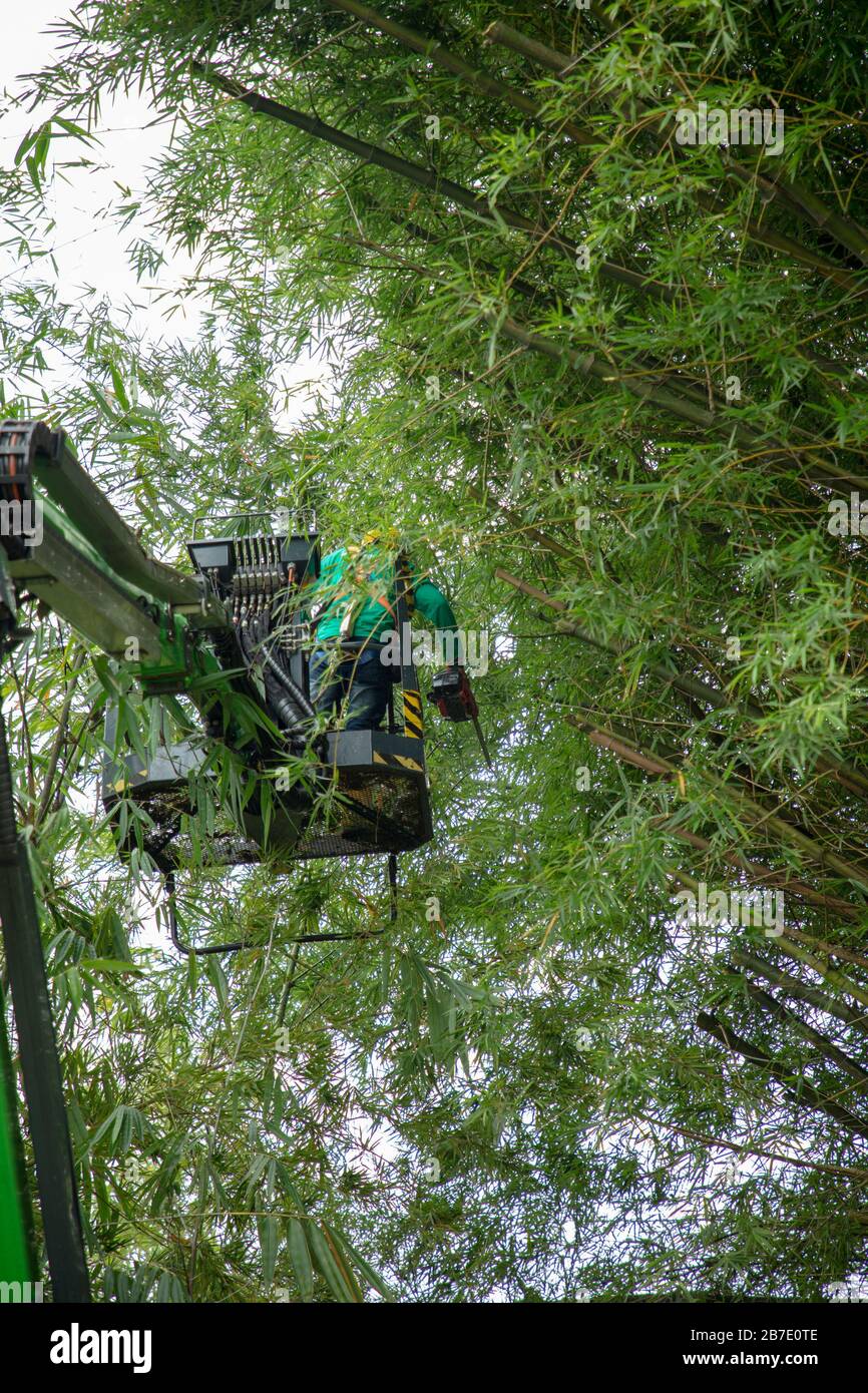 Tree surgeon seen at work in the Singapore Botanical Gardens. Stock Photo