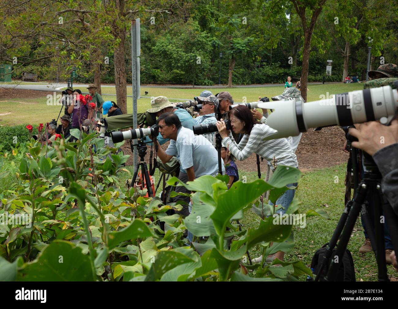 Wildlife photographers seen around a lake in Singapore Botanic Gardens ...