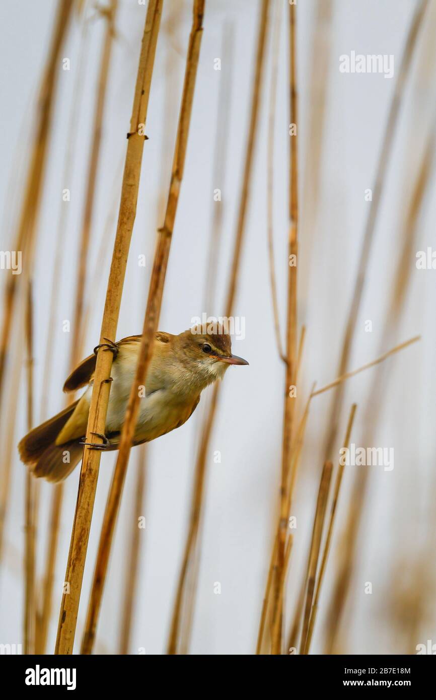 Eurasian Reed-warbler - Acrocephalus scirpaceus, small hidden song bird from European reeds, Hortobagy, Hungary. Stock Photo
