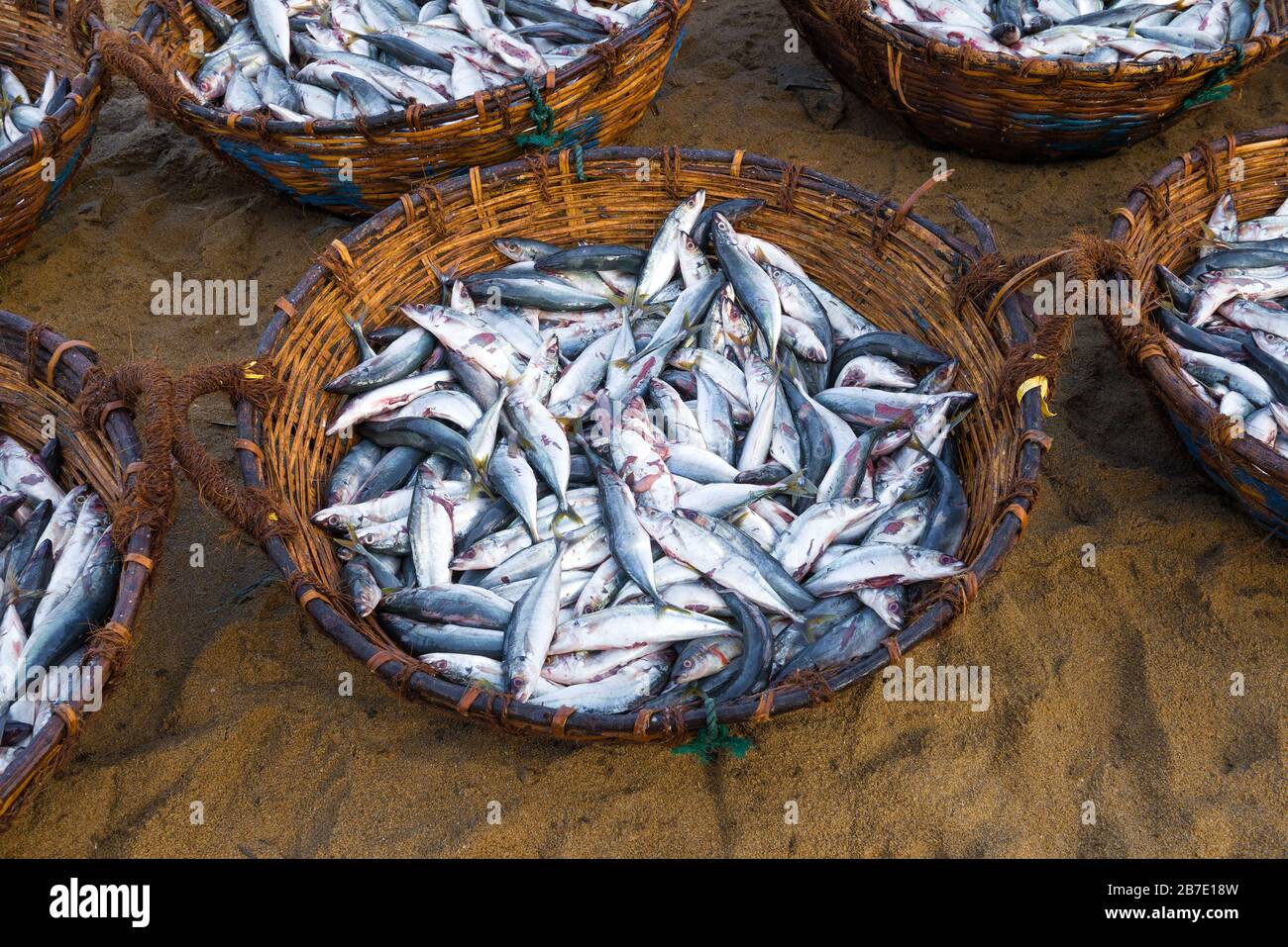 A basket with freshly caught fish close-up on the sand. Negombo, Sri Lanka Stock Photo