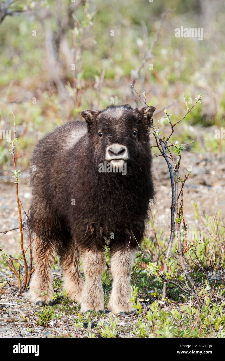 North America; United States; Alaska; Seward Peninsula; Spring