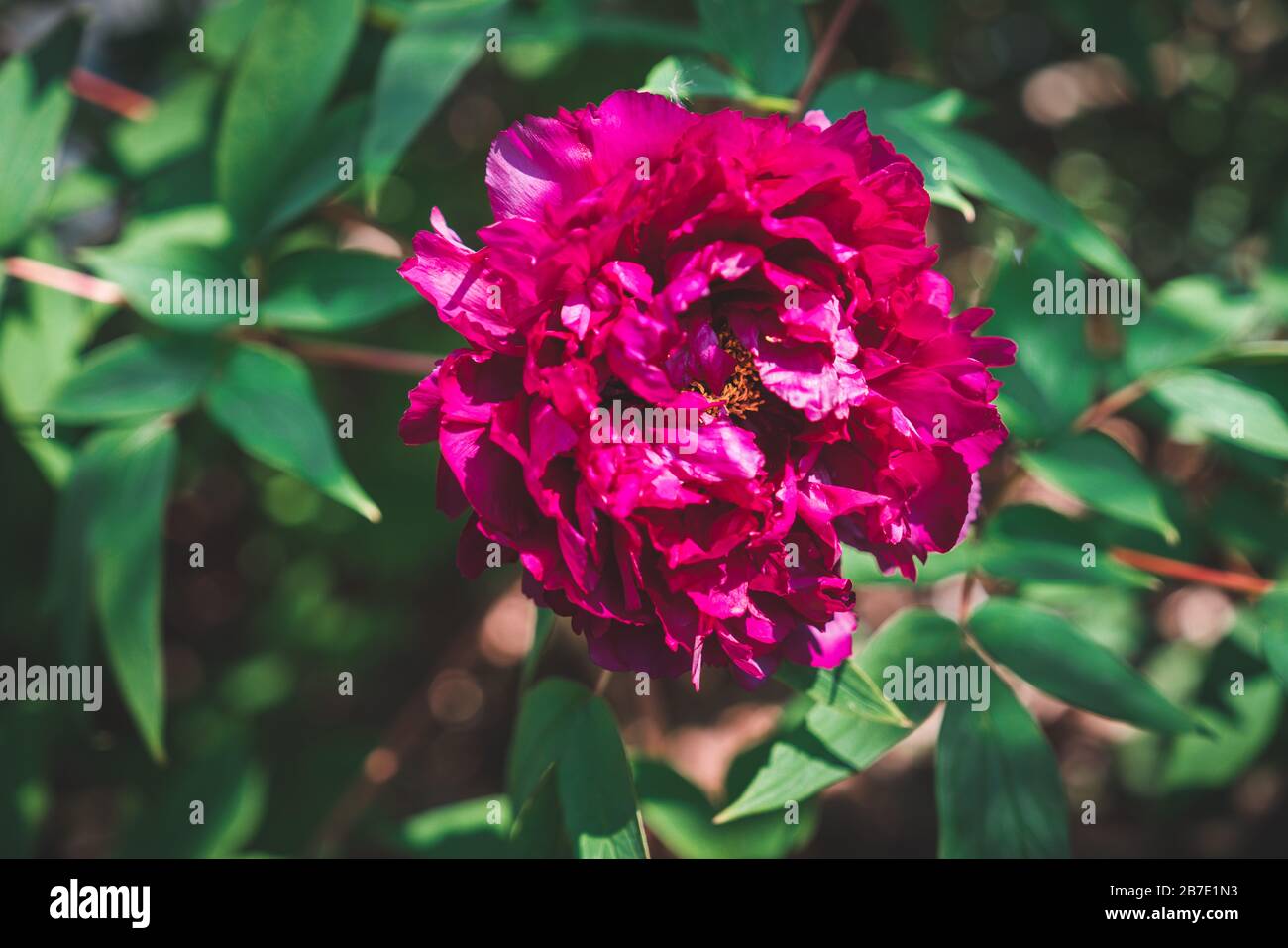 paeonia suffruticosa purple