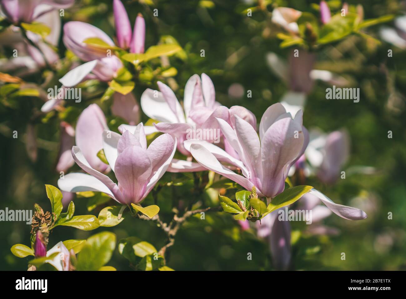 Spring Pink Flower Blossoms: Magnolia × soulangeana (Saucer Magnolia ...