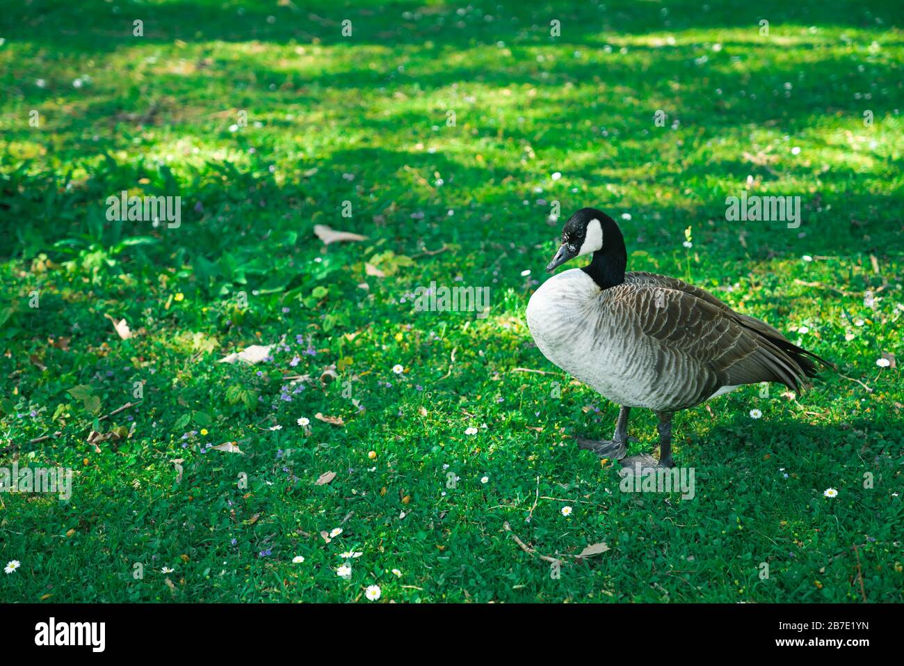 Long Necked Goose High Resolution Stock Photography and Images - Alamy