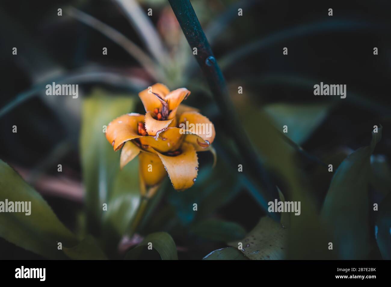 South American Native Exotic Orange Flowers: Dwarf Pineapple Plant (Ananas Nanus) Stock Photo