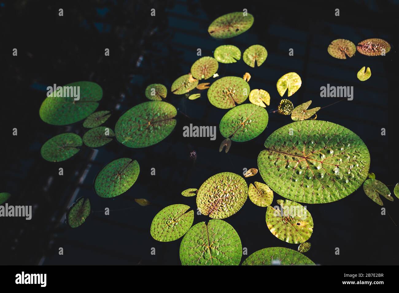 East and South Asian Exotic Aquatic Plants: Prickly Waterlily, Fox Nut, Gorgon Nut or Makhana (Euryale ferox) Stock Photo