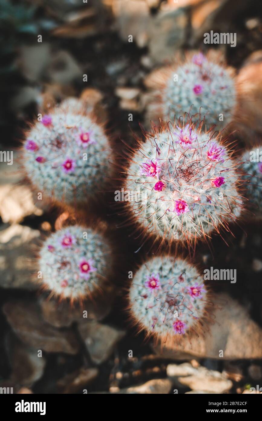 Mexican Cactus Species Silken Pincushion (Mammillaria bombycina Quehl