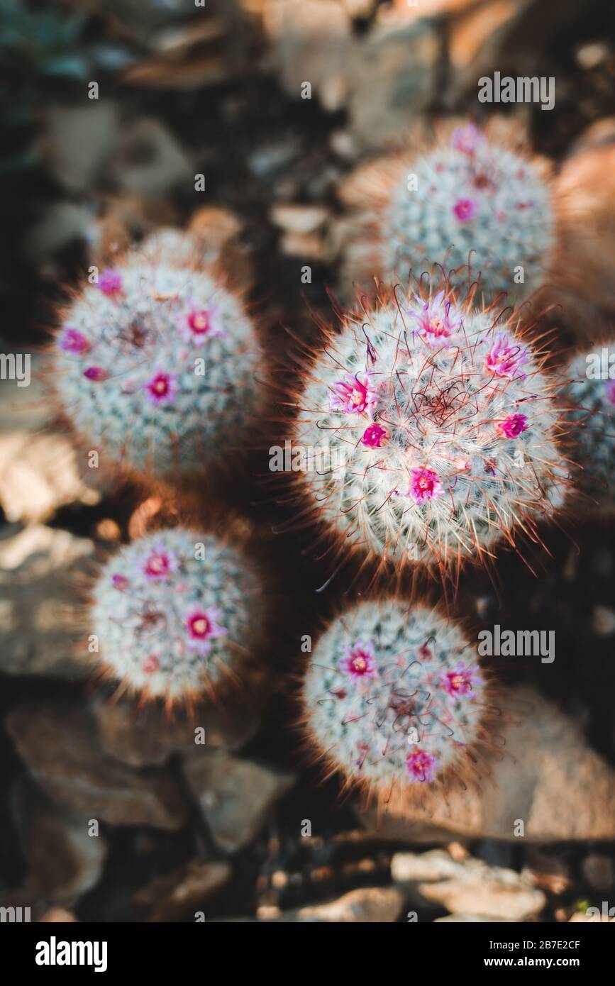 Mexican Cactus Species: Silken Pincushion (Mammillaria bombycina Quehl) from eastern Jalisco, Mexico Stock Photo