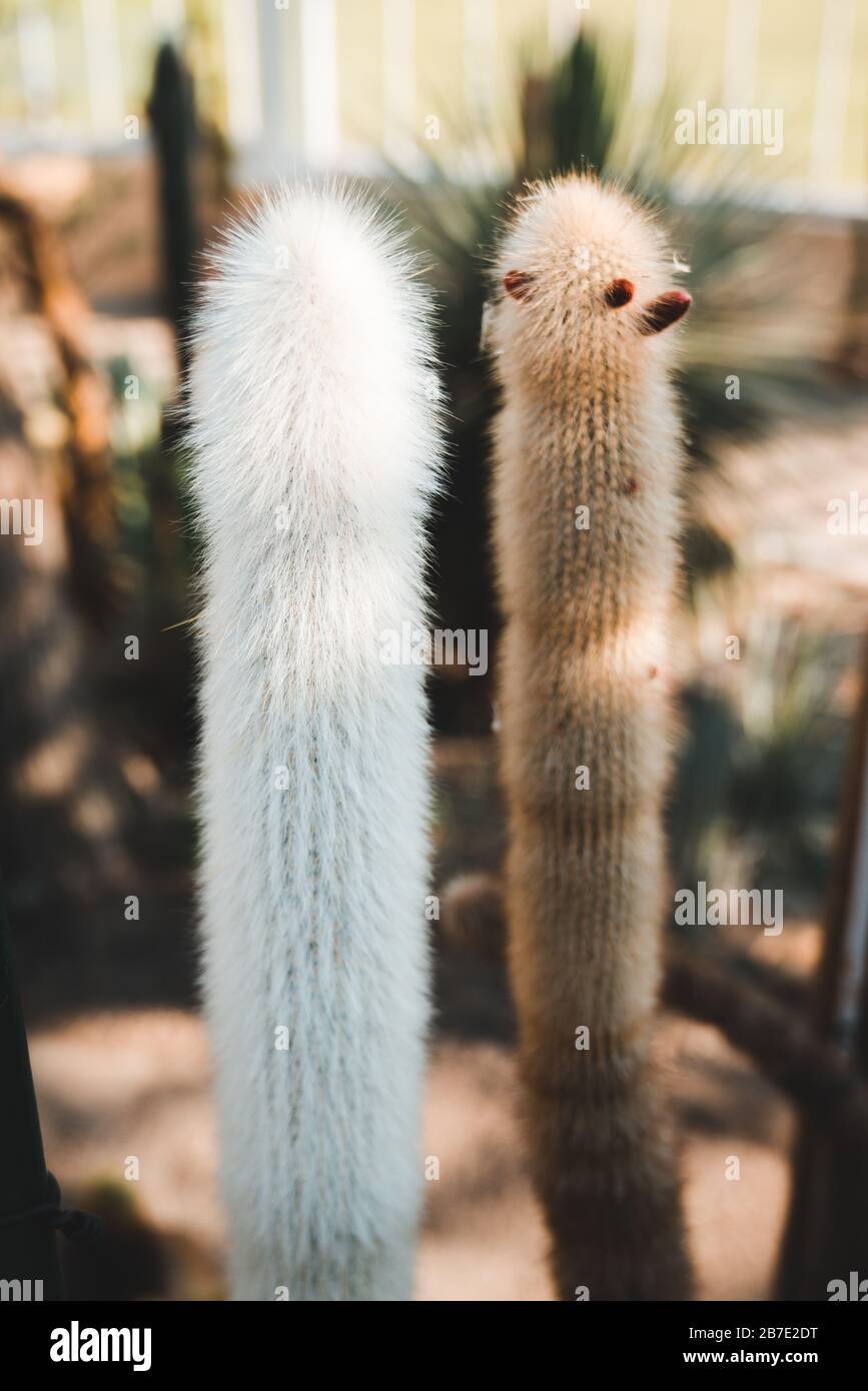 Peruvian Columnar Cactus Species: Peruvian Old Man or Cotton Ball or Snowball Cactus or Wooly Espostoa (Espostoa Lanata var. Sericata) Stock Photo