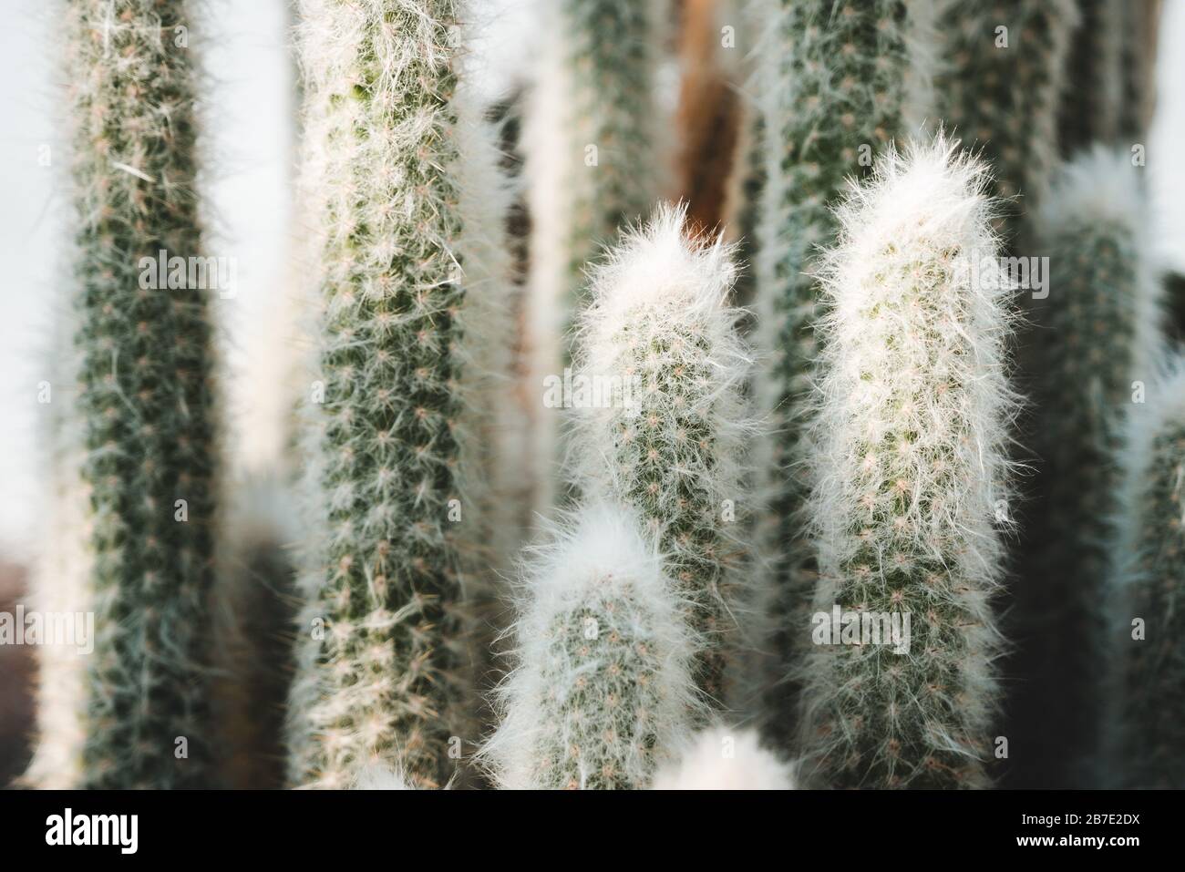 Peruvian Columnar Cactus Species: Peruvian Old Man or Cotton Ball or Snowball Cactus or Wooly Espostoa (Espostoa Lanata var. Sericata) Stock Photo