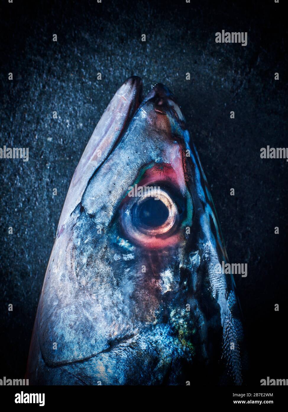 A mackerel fish head with eyes, against a blue background Stock Photo