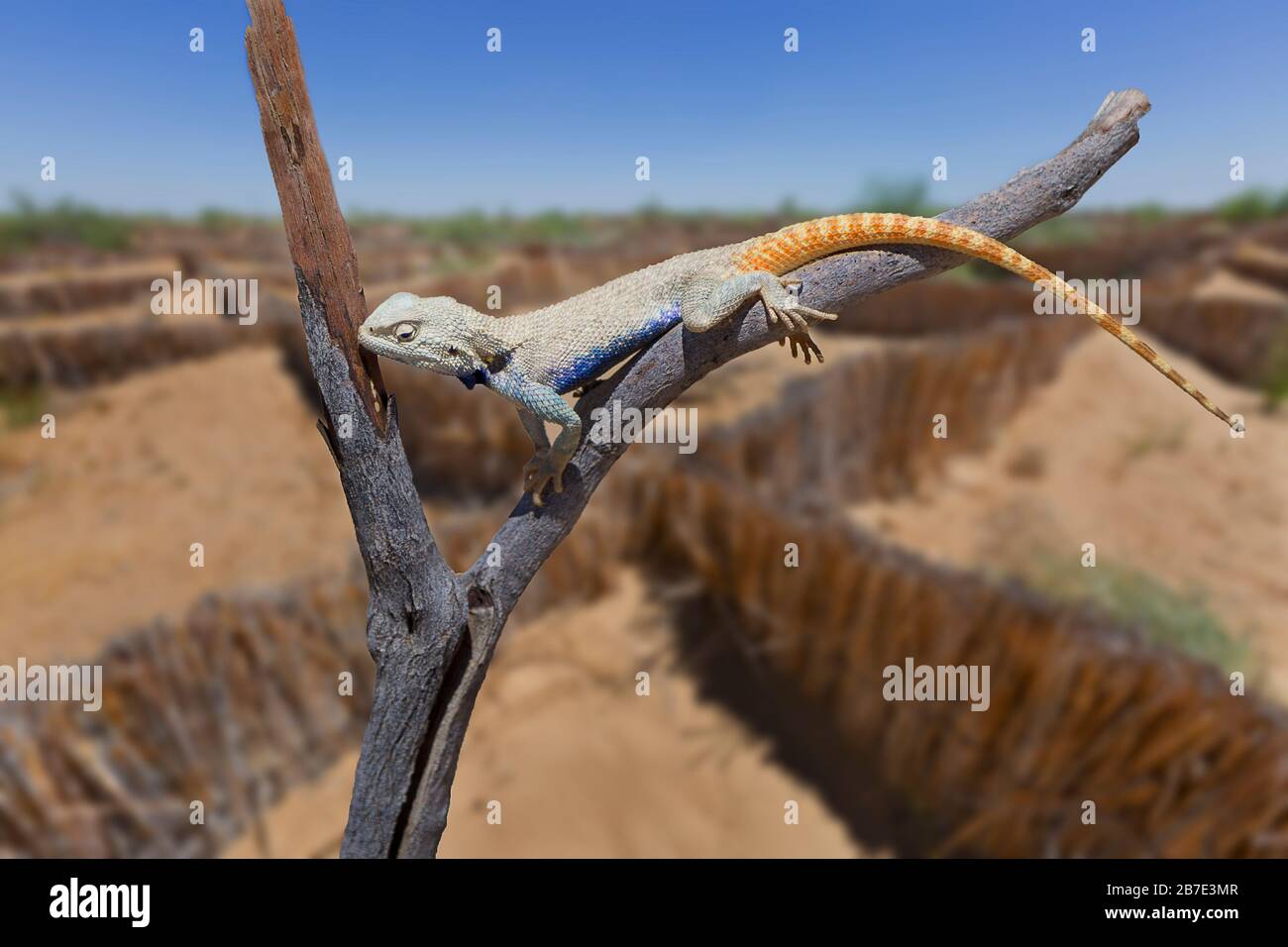 Lizard known as trapelus sanguinolentus, in the Kyzylkum desert in Uzbekistan, with reed structures to hold the sand, in the background Stock Photo