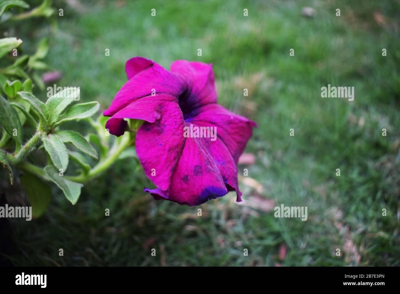 Indigo petunia, Multiflora celebrity Eagle blue, vibrant colored flower, isolated Surfinia petunia Blurred background Stock Photo