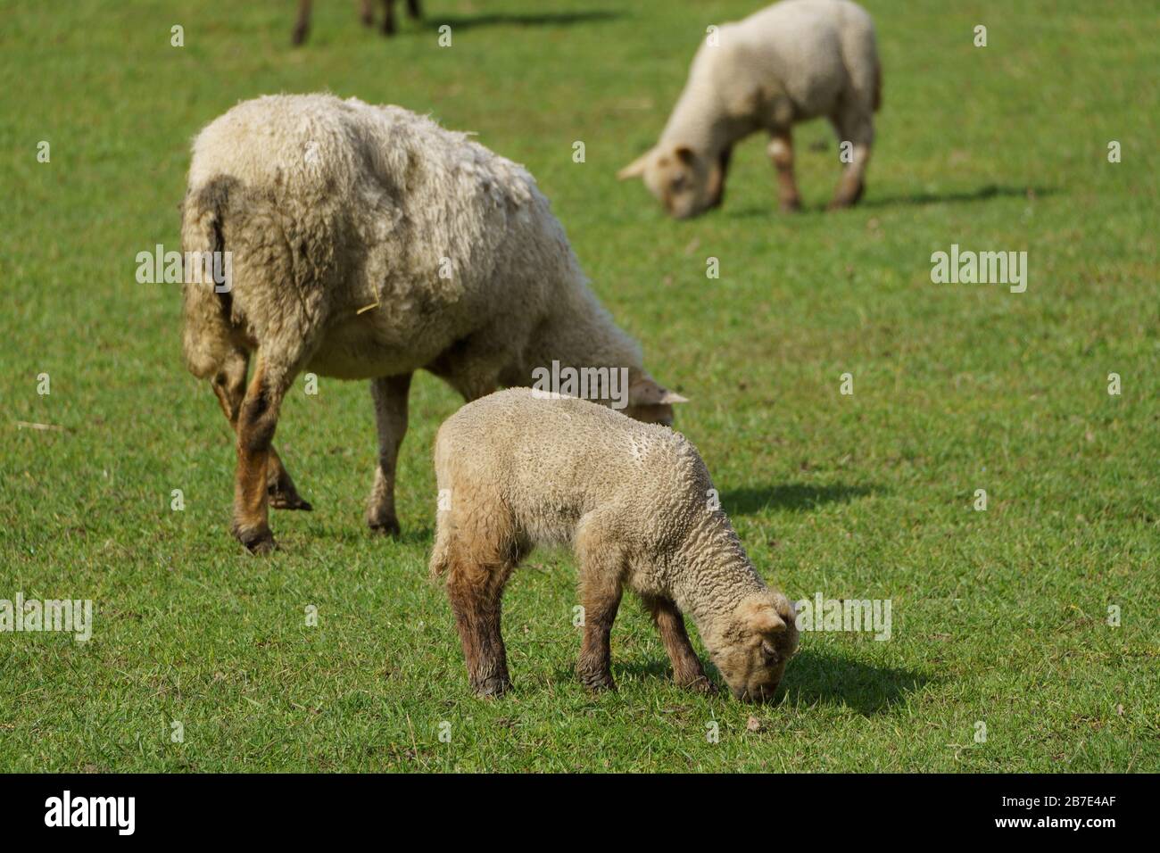 sheep in germany Stock Photo Alamy